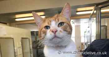 RSPCA caring for more cats than ever throughout Covid-19 crisis