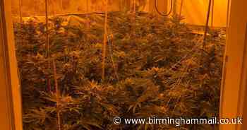 Arrest after early morning raid uncovers massive cannabis farm