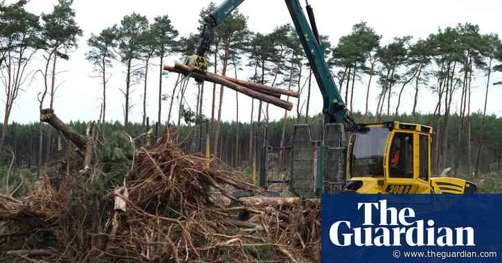 Climate crisis is making world’s forests shorter and younger – study