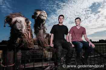 Aan tweede ontsnapping in drie dagen houdt stierkalfje zijn naam over: Houdini van Didam