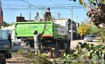 El programa municipal de poda estuvo en el barrio Pueblito Buenos Aires - El Litoral