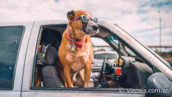 Escándalo: un funcionario salteño “se escapó” a Buenos Aires a buscar a su perro - Vía País