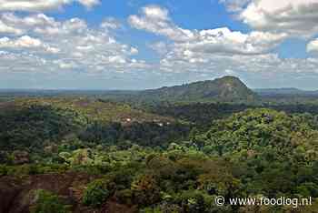 Tropisch bos slaat minder koolstof op bij hitte
