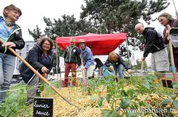 Taverny : Défi-citoyen plante son potager dans l'espace public - Le Parisien