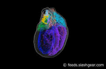 Researchers create the first 3D map of heart neurons