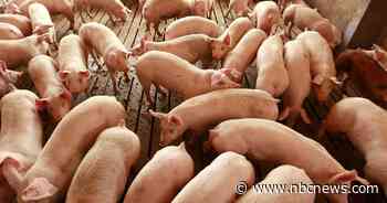 Coronavirus crisis puts hog farmers in uncharted territory: Kill their healthy livestock