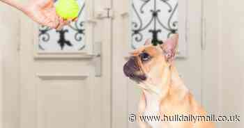 Top dog walking destinations to keep a hound happy during lockdown