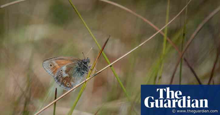 Large heath butterflies return to Manchester after 150 years