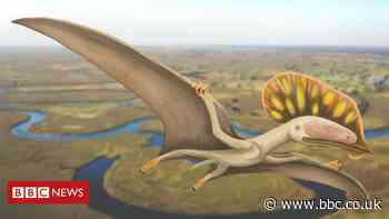 Isle of Wight pterosaur species fossil hailed as UK first