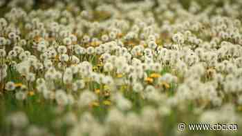 Weeds get a bad rap, but many are crucial to the ecosystem