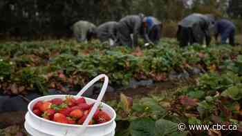 B.C. agriculture sector bracing for 8,000 worker shortfall this year
