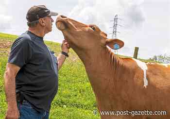 The cream again rises to the top at Twin Brook Dairy