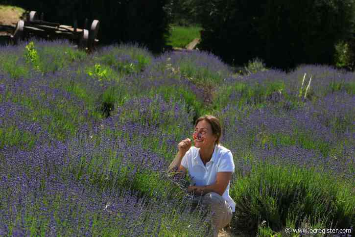 There’s no Lavender Festival this year, but you can still walk through the fragrant fields