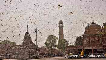 DGCA says locust swarm post threat to flights, issues guidelines for pilots