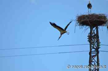 Sala Consilina, il nido delle cicogne: così il piccolo è pronto a spiccare il volo - La Repubblica