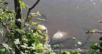 Mystery solved after after 100 fish die in pool at beauty spot