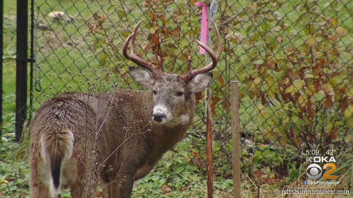 Resolution Reached In Case Against 17-Year-Old Boy Charged In Viral Deer Torture Video