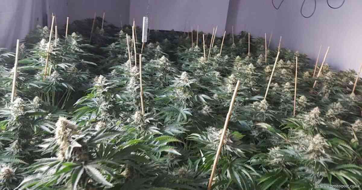 Man arrested after police seize '£300,000 worth' of cannabis plants