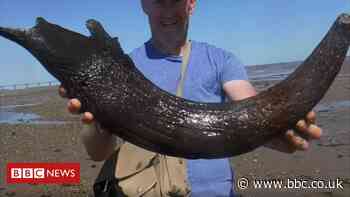 Extinct cattle horn found by fisherman in Severn estuary