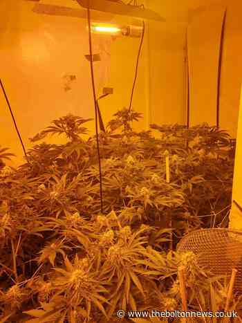 Breightmet cannabis farm found in flat after drugs raid - The Bolton News