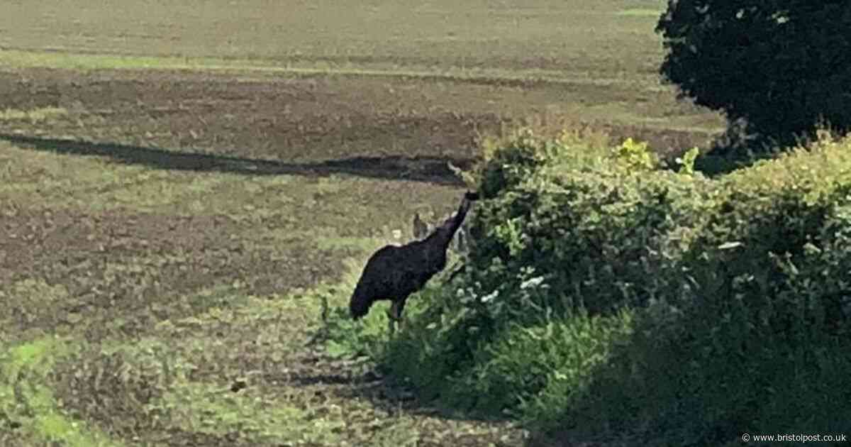 An emu is on the loose in the fields near Bristol and no one knows why
