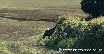 An emu is on the loose in the fields near Bristol and no one knows why