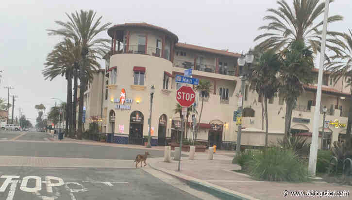 As shutdowns lifts, what happens when wildlife exploring urban areas mix with humans return?