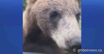 Northern Alberta bear encounter captured on video