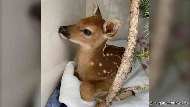 'Kidnapped' fawn reunited with mom by Alberta wildlife group