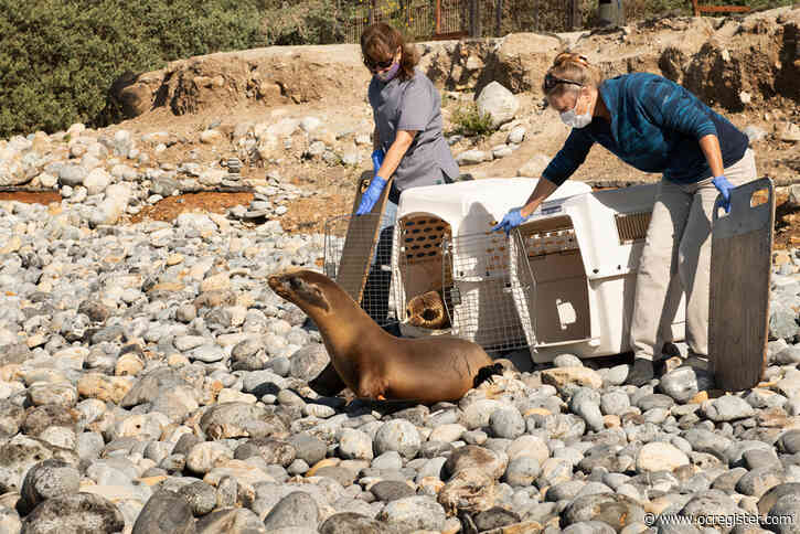 Watch two rehabbed sea lion pups return to the ocean in Palos Verdes
