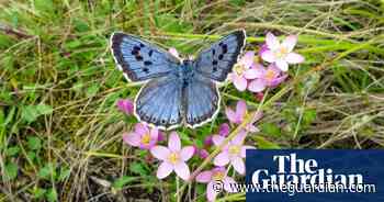 Butterflywatch: May sun brings hope for a bumper summer