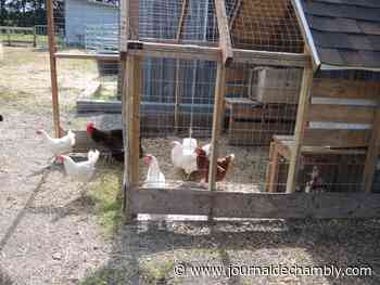 Des poules domestiques en demande - Le Journal de Chambly