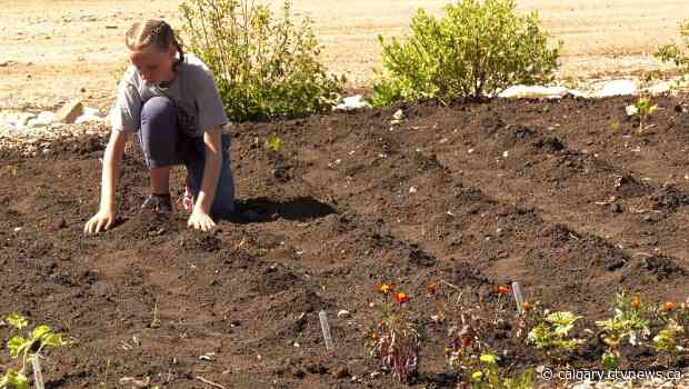 Juniors Garden Club helps Alberta kids learn where their food comes from