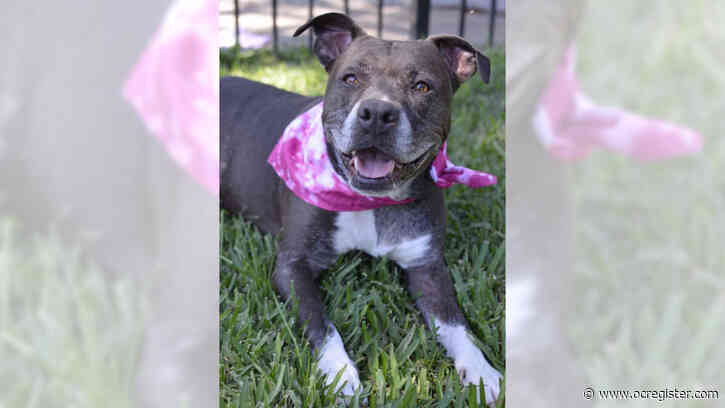 Mixed-breed dog Deluca is friendly, gentle and calm