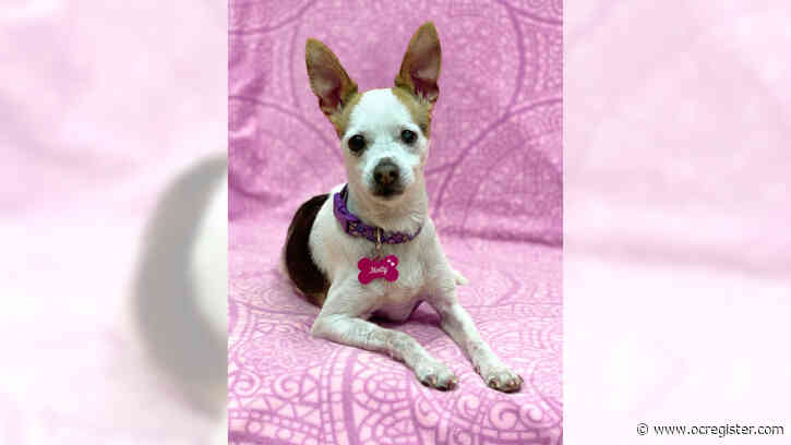 Sweet Jack Russell terrier mix Molly will sing for you