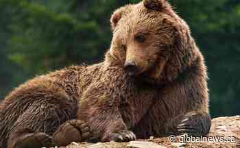 Man charged after shooting bear in residential Cold Lake area: Alberta RCMP