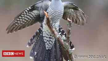 Epic 7,500-mile cuckoo migration wows scientists