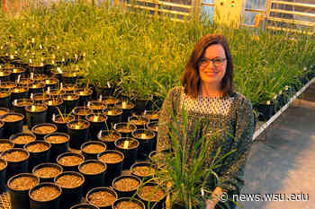 Scientists uncover plant protein's role in cellular architecture, drought survival - WSU News