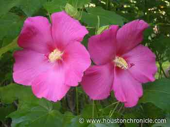 Mallows are a summer staple in the Houston garden - Houston Chronicle