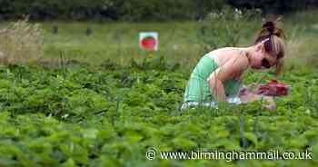 The local farms looking for fruit pickers where you can earn up to £500 a week