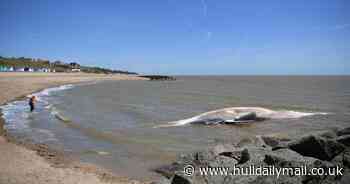 A 40ft-long fin whale has washed up on a beach
