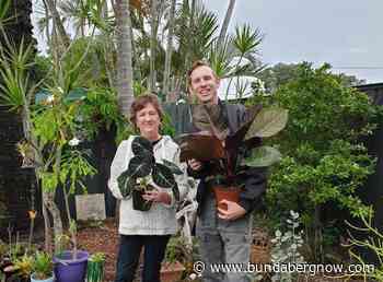 Pandemic grows popularity of indoor plants - Bundaberg Now