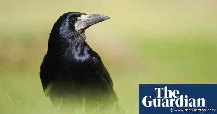 Country diary: revelling in the sight and sound of rooks | Country diary