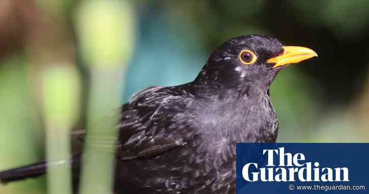 Lockdown yields first global sound map of spring dawn chorus