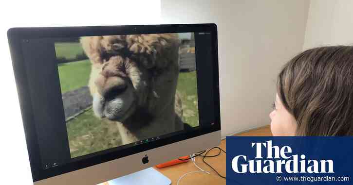 'It started as a joke': the animal Zoom calls delighting a locked-down public