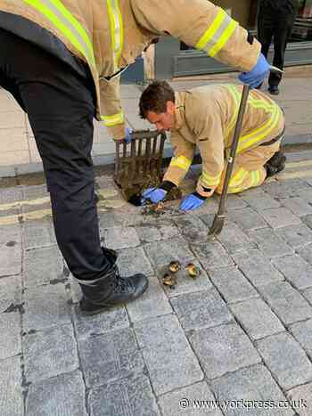 Firefighters save trapped ducklings from storm drain in York
