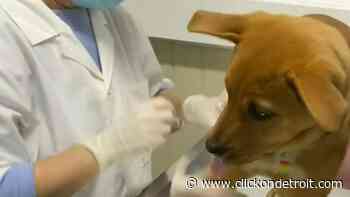 Nonessential medical, dental, veterinary care restarts across Michigan - WDIV ClickOnDetroit