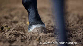 New guidance on riding and coaching in Scotland as lockdown eases - Horse & Hound