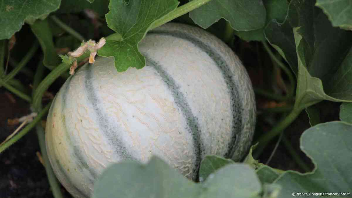 Sucré et bien juteux, le melon de Cavaillon en quête du label IGP - France 3 Régions