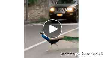 Sorrento, un pavone si destreggia nel traffico e attraversa la strada - VIDEO - Positanonews